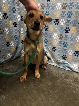 SOPHIE -  German Shepherd Dog Dog for Adoption in Rosenberg, Texas - SOPHIE | PetCurious