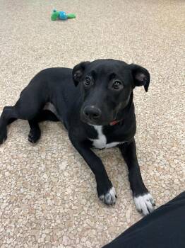 Mixed Breed Dogs Available for Adoption - Mimi Lee | PetCurious