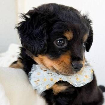 Australian Shepherd Dogs Available for Adoption in Tulsa, Oklahoma - Rico | PetCurious