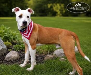 Mixed Breed Dogs Available for Adoption in Grayling, Michigan - Bacon | PetCurious