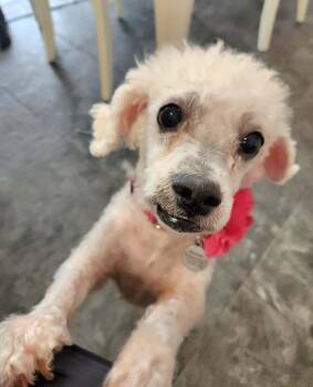 Kiki -  Bichon Frise and Poodle Dog for Adoption in Cuba, New York - Kiki | PetCurious
