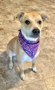 Rescue Pit Bull Terrier Dogs for Adoption in Kansas City, Missouri - Lily | PetCurious