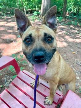 MBALI -  Mixed Breed Dog for Adoption in Charlotte, North Carolina - MBALI | PetCurious