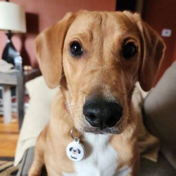 Buddy -  Beagle and Yellow Labrador Retriever Dog for Adoption - Buddy | PetCurious