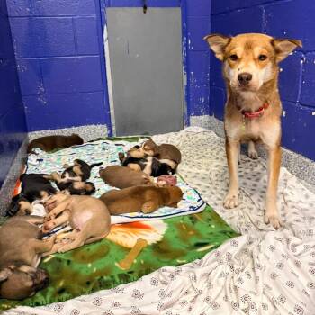 CT Piglet avail Aug 8 (Petco- Dayville,  CT) -  Husky and Mixed Breed Dog for Adoption in Stormville, New York - CT Piglet Avail Aug 8 (Petco- Dayville,  CT) | PetCurious
