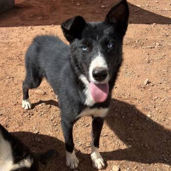 Slaw -  Mixed Breed Dog for Adoption in Moab, Utah - Slaw | PetCurious