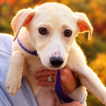 CT Dahlia (Foster in Glastonbury, CT) -  Labrador Retriever and Mixed Breed Dog for Adoption in Stormville, New York - CT Dahlia (Foster In Glastonbury, CT) | PetCurious