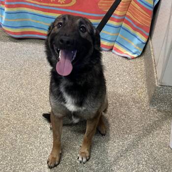 IVHS-Stray-139982 -  Shepherd and Australian Kelpie Dog for Adoption in San Gabriel, California - IVHS-Stray-139982 | PetCurious