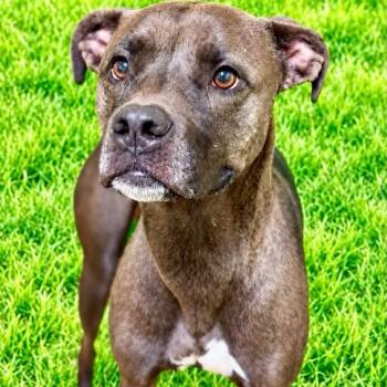 Zendaya -  Terrier Dog for Adoption in Battle Creek, Michigan - Zendaya | PetCurious
