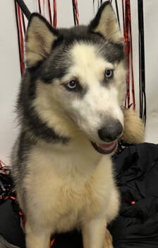 Rescue Siberian Husky Dogs for Adoption in Carrollton, Texas - Jordyn *Foster Needed* | PetCurious