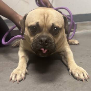 Alakazam -  Pug Dog for Adoption in Yuma, Arizona - Alakazam | PetCurious