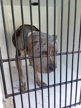 Rick -  Pit Bull Terrier Dog for Adoption in Mobile, Alabama - Rick | PetCurious
