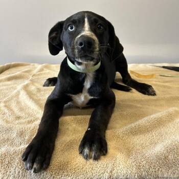 IVHS-Stray-139323 -  Labrador Retriever Dog for Adoption in San Gabriel, California - IVHS-Stray-139323 | PetCurious