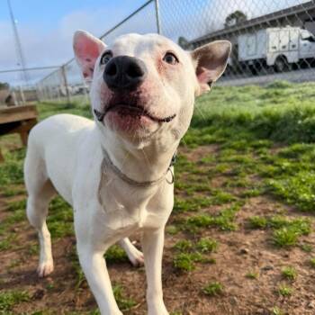 Bull Terrier Dogs Available for Adoption in Powell, Tennessee - Stella | PetCurious