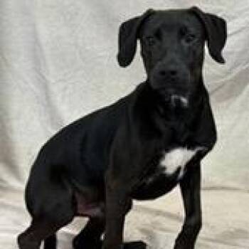 RJ -  Retriever and Mixed Breed Dog for Adoption in Tampa, Florida - RJ | PetCurious