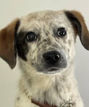 Lavender -  Australian Cattle Dog Blue Heeler and Catahoula Leopard Dog Dog Available for Adoption in Meherrin, Virginia - Lavender | PetCurious