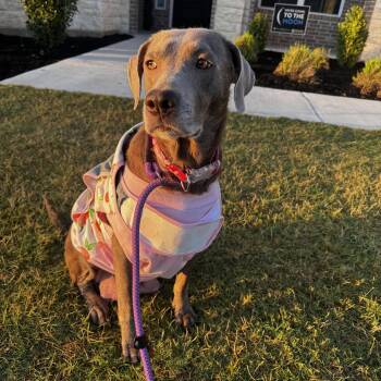 Nala -  Labrador Retriever Dog for Adoption in Pflugerville, Texas - Nala | PetCurious