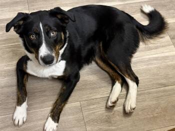 Border Collie Dogs Available for Adoption - Georgie | PetCurious