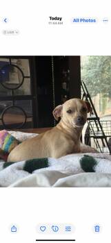 Chihuahua and Dachshund Dogs Available for Adoption in Lexington, North Carolina - Timmy  | PetCurious