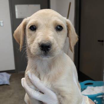 Flute -  Labrador Retriever and Terrier Dog for Adoption in Cleveland, Mississippi - Flute | PetCurious