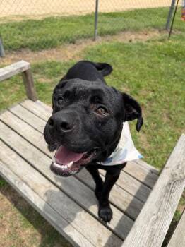 Enzo -  Pit Bull Terrier and Mixed Breed Dog Available for Adoption in Metter, Georgia - Enzo | PetCurious
