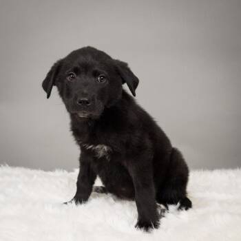 Cattle Dog Dogs Available for Adoption in Minneapolis, Minnesota - Butch Cassidy | PetCurious