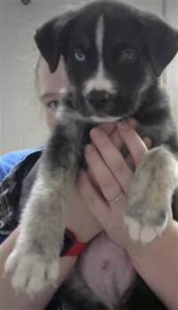 Siberian Husky and Mixed Breed Dogs Available for Adoption in Pasadena, Texas - SHADOW | PetCurious