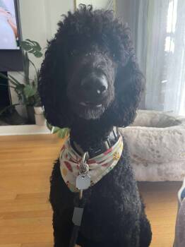 Rescue Standard Poodle Dogs for Adoption in Courtice, Ontario - Lionel | PetCurious