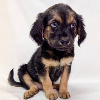 Rescue Poodle and Husky Dogs for Adoption in Parker, Colorado - 829 (2025) Gracie | PetCurious