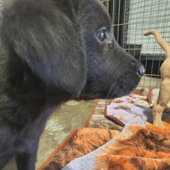 Miley -  Labrador Retriever Dog for Adoption in Moses Lake, Washington - Miley | PetCurious