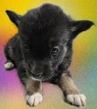 Frankles -  German Shepherd Dog and Mixed Breed Dog for Adoption in Simcoe, Ontario - Frankles | PetCurious