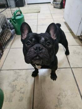 Shadow -  French Bulldog Dog for Adoption in El Centro, California - Shadow | PetCurious