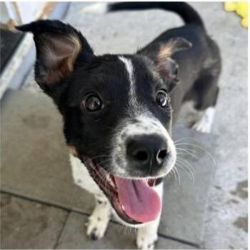 Twila -  Border Collie Dog for Adoption in Larkfield-wikiup, California - Twila | PetCurious