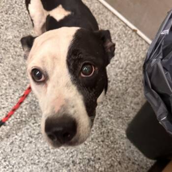 Taz -  Basset Hound and Mixed Breed Dog for Adoption in Lakeland, Florida - Taz | PetCurious