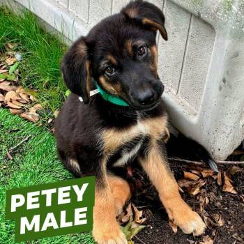Petey -  German Shepherd Dog Dog Available for Adoption in Myrtle Beach, South Carolina - Petey | PetCurious
