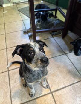 MEADOW - Eden -  Australian Cattle Dog Blue Heeler Dog for Adoption in Sebec, Maine - MEADOW - Eden | PetCurious