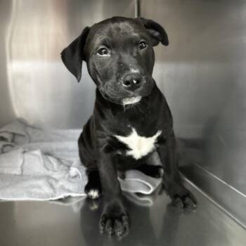Palmolive -  Mixed Breed Dog for Adoption in Spokane, Washington - Palmolive | PetCurious