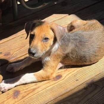 Max -  Shepherd Dog for Adoption in Brockport, New York - Max | PetCurious