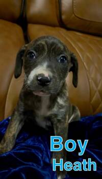 Pit Bull Terrier Dogs Available for Adoption - H Litter Heath | PetCurious