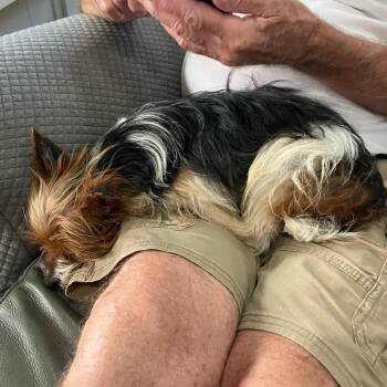 Dudy -  Yorkshire Terrier Dog for Adoption in San Diego, California - Dudy | PetCurious