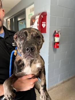 Mixed Breed Dogs Available for Adoption in Troy, Ohio - Mulan | PetCurious