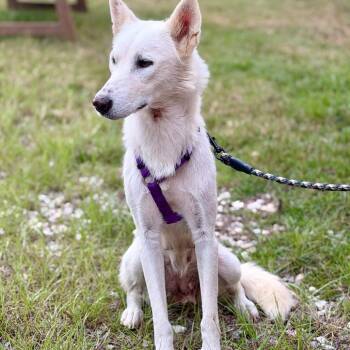 SnowFlake -  Husky Dog for Adoption in Opelika, Alabama - SnowFlake | PetCurious