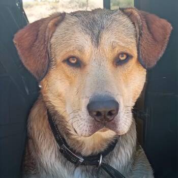 SuperMax - Not Neutered -  Labrador Retriever and Great Pyrenees Dog for Adoption in Cottonwood, Arizona - SuperMax - Not Neutered | PetCurious