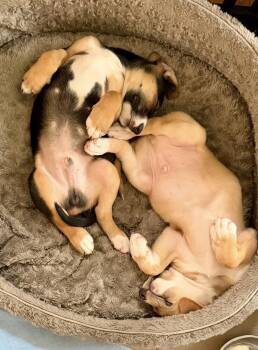 Rigatoni -  Labrador Retriever and Foxhound Dog for Adoption in Greenlawn, New York - Rigatoni | PetCurious