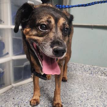 Rescue Shepherd Dogs for Adoption in Greenville, South Carolina - Riley | PetCurious