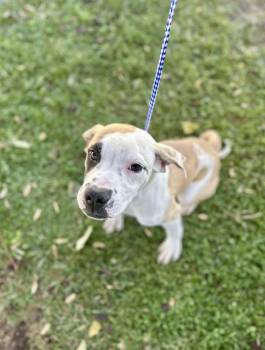 Joey -  Pit Bull Terrier Dog for Adoption in Victorville, California - Joey | PetCurious