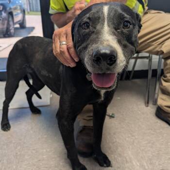 Walter -  Mixed Breed Dog Available for Adoption in Independence, Kansas - Walter | PetCurious