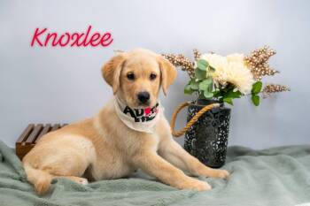 Knoxlee -  Yellow Labrador Retriever and Golden Retriever Dog for Adoption in Sevierville, Tennessee - Knoxlee | PetCurious