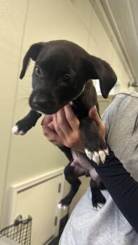 Rescue Labrador Retriever Dogs for Adoption in Fall River, Massachusetts - Cypress | PetCurious