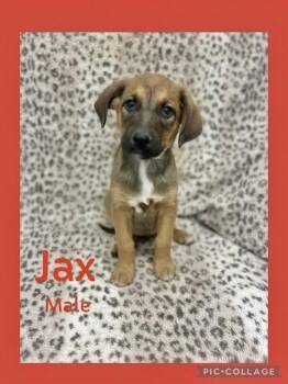 Rescue Labrador Retriever and Border Terrier Dogs for Adoption in Manchester, Connecticut - Jax | PetCurious